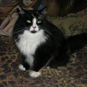 Моя кошка :3